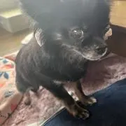 aiii