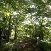 Momoの画像