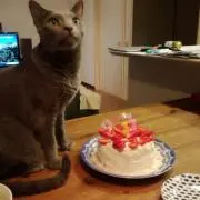 ごったぽの画像
