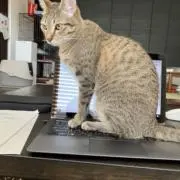 ニッコリの画像