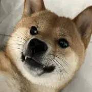 xxiaohanzの画像