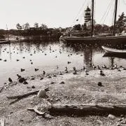 くらげの画像