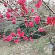 白菜