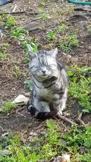 にゃの画像