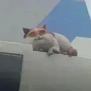 パパラの画像