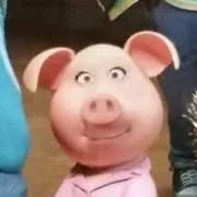 とんこちゃんの画像