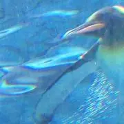 Huyuの画像