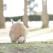 melo ※次回発送8/10の画像