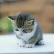 ねこと鈴