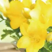ひらの画像