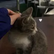 いちごの画像