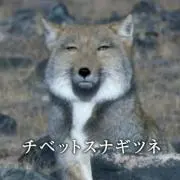 チベットスナギツネの画像