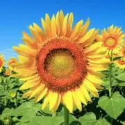 himawari☆プロフィール必読