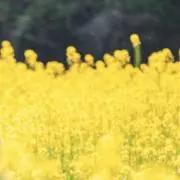 moの画像