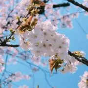 Rionの画像