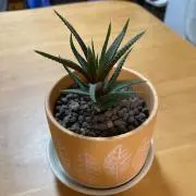 サボテンの画像