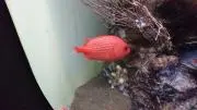 ３倍速いやつ