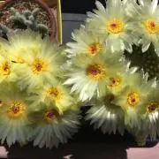 たいら