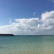 しんの画像