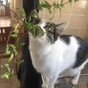 ジジの画像