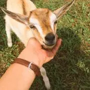 ヤヤマヤの画像