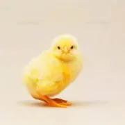 シータの画像