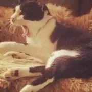 chat