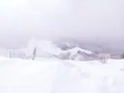 ミドの画像