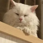 ぬこ田ぬこ