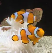 みき