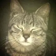 tomo