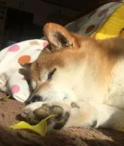 りぼんの画像