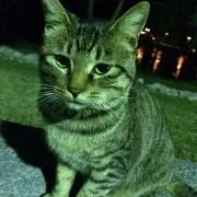 おかの画像
