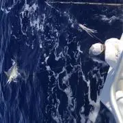 助ザ衛門