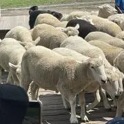 古川の画像