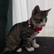 ルウ