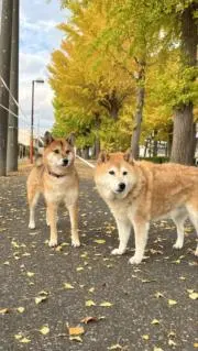 sakikomama☆プロフ必読