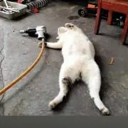 Buoyの画像