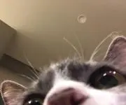 ゆきねこの画像