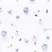 支倉