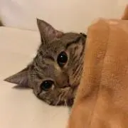 にゃんだよ！ぜひ、プロフィールよんでね！