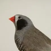 Mの画像