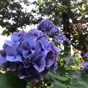 ちゃっぴ