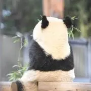 けの画像