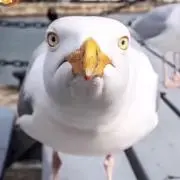 名無しのちちの画像