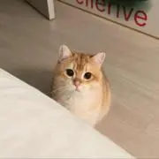 こむぎの画像