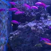 agepoyooの画像