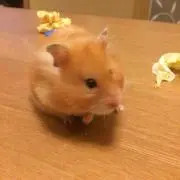ゆみ