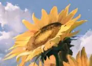 ひまわりの画像