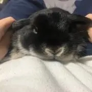 まめしば